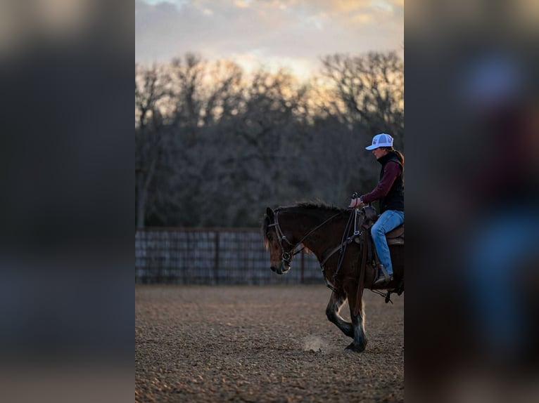 Haflinger Gelding 14 years 14 hh Bay in Weatherford