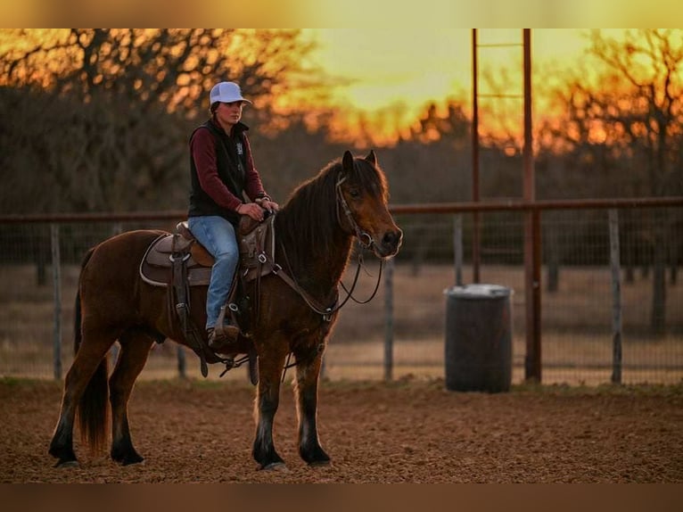 Haflinger Gelding 14 years 14 hh Bay in Weatherford