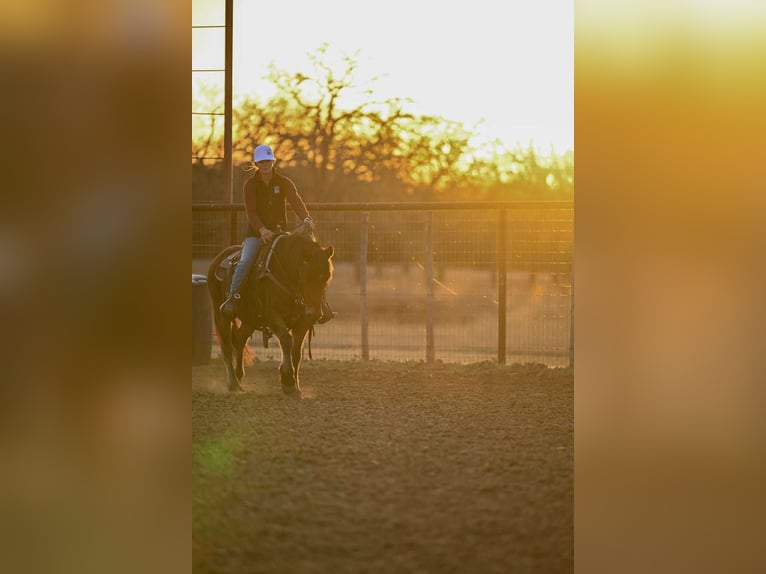 Haflinger Gelding 14 years 14 hh Bay in Weatherford