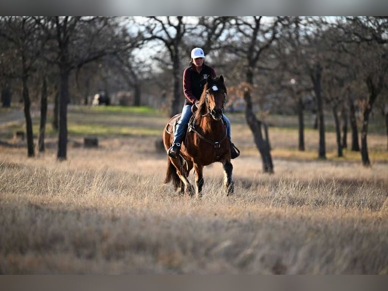 Haflinger Gelding 14 years 14 hh Bay in Weatherford