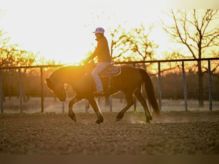 Haflinger Gelding 14 years 14 hh Bay in Weatherford