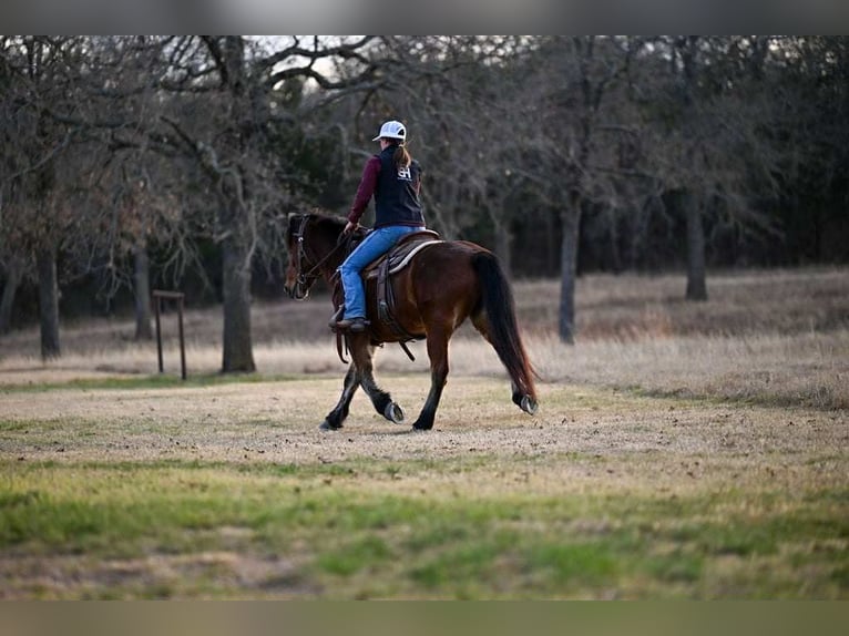 Haflinger Gelding 14 years 14 hh Bay in Weatherford
