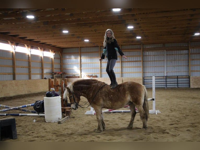 Haflinger Gelding 14 years 14 hh Palomino in HOWELL, MI