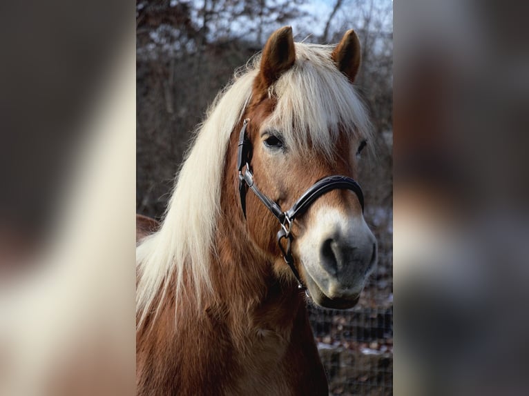 Haflinger Gelding 14 years 14 hh Palomino in HOWELL, MI