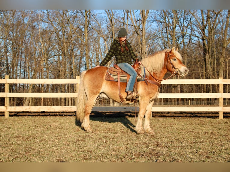 Haflinger Gelding 14 years 14 hh Palomino in HOWELL, MI