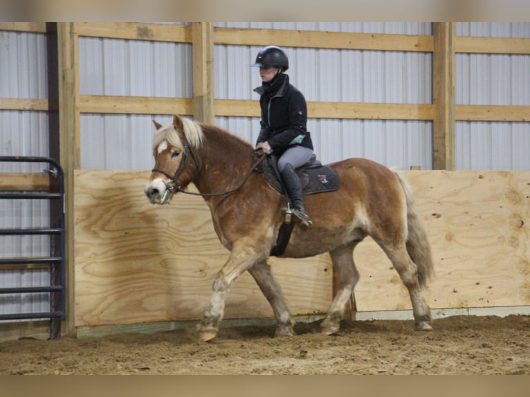 Haflinger Gelding 14 years 14 hh Palomino in HOWELL, MI