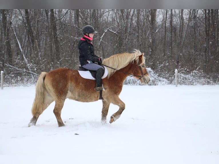 Haflinger Gelding 14 years 14 hh Palomino in HOWELL, MI