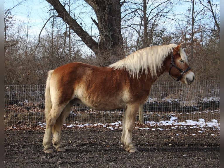 Haflinger Gelding 14 years 14 hh Palomino in HOWELL, MI