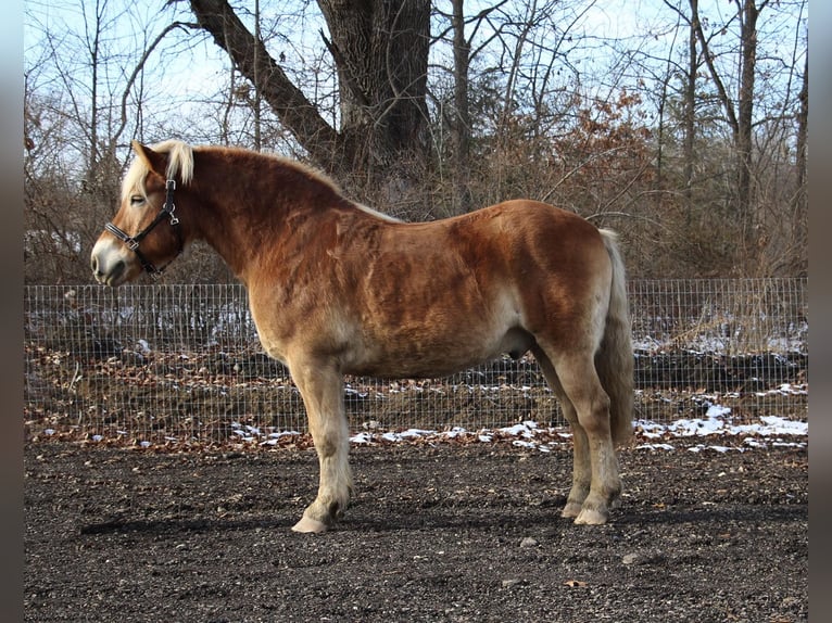 Haflinger Gelding 14 years 14 hh Palomino in HOWELL, MI