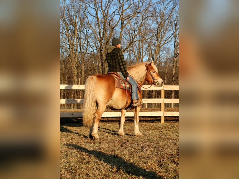 Haflinger Gelding 14 years 14 hh Palomino in HOWELL, MI