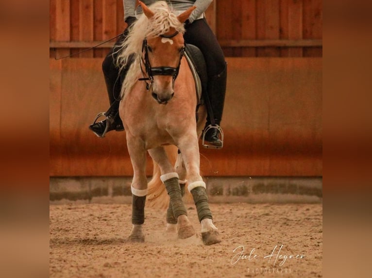 Haflinger Gelding 14 years 14,1 hh Chestnut-Red in Nettetal