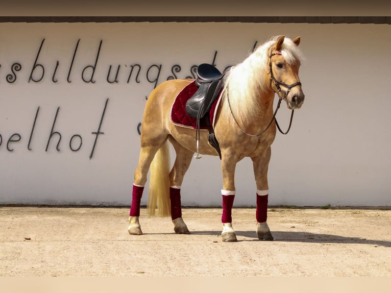 Haflinger Gelding 14 years 14,1 hh Chestnut-Red in Nettetal