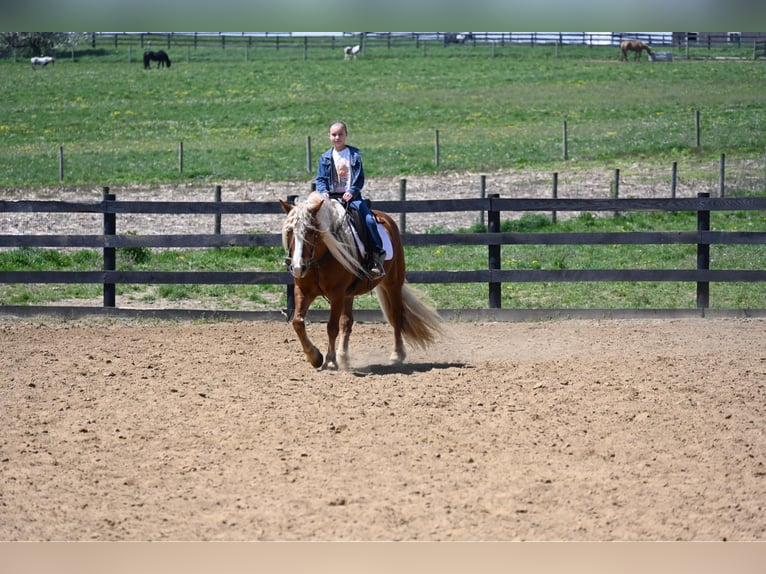 Haflinger Gelding 14 years 14,2 hh in Wooster OH