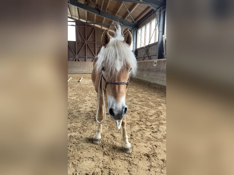 Haflinger Gelding 14 years 15.1 hh Chestnut-Red in Rottach-Egern