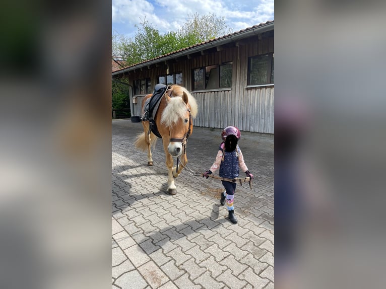 Haflinger Gelding 14 years 15.1 hh Chestnut-Red in Rottach-Egern