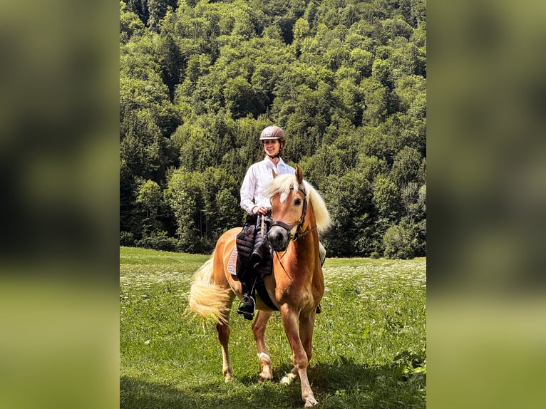 Haflinger Gelding 14 years 15.1 hh Chestnut-Red in Rottach-Egern