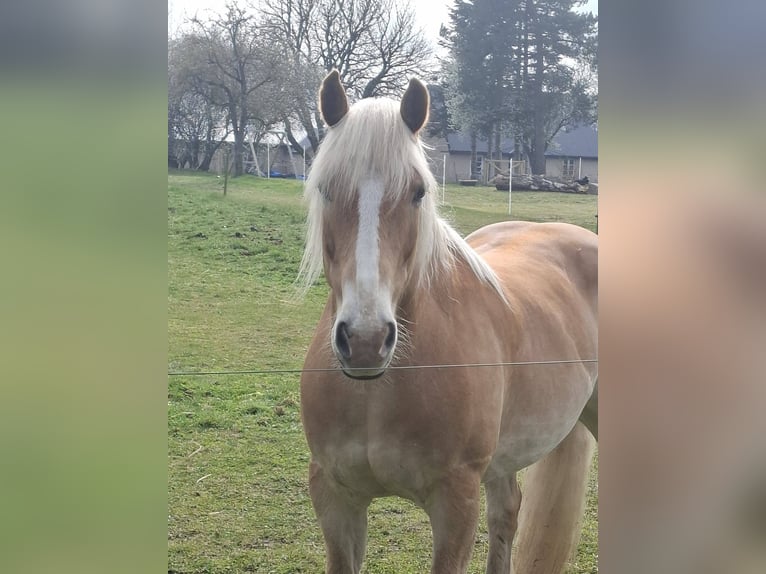 Haflinger Gelding 14 years 15 hh  in Allingåbro
