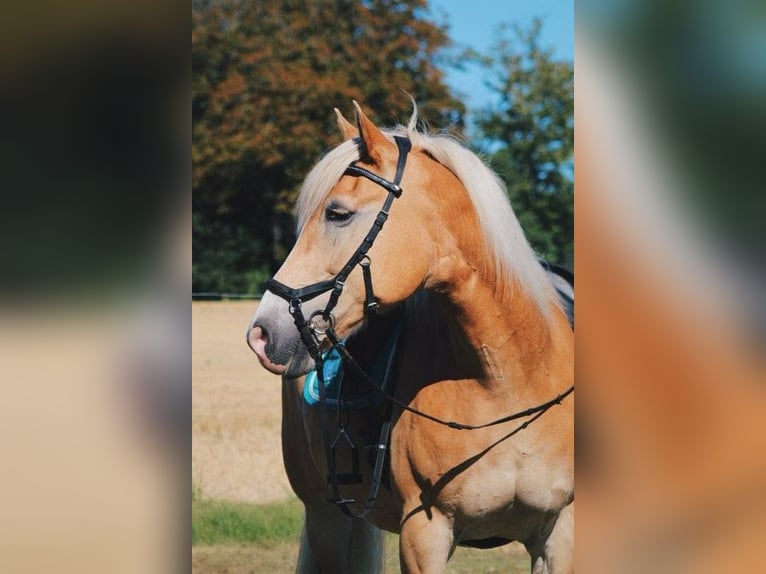 Haflinger Gelding 14 years 15 hh  in Allingåbro