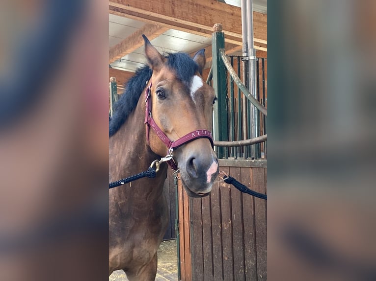 Haflinger Mix Gelding 14 years 15 hh Dun in Hetzmannsdorf