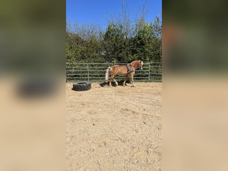 Haflinger Gelding 14 years 15 hh  in Kreuth