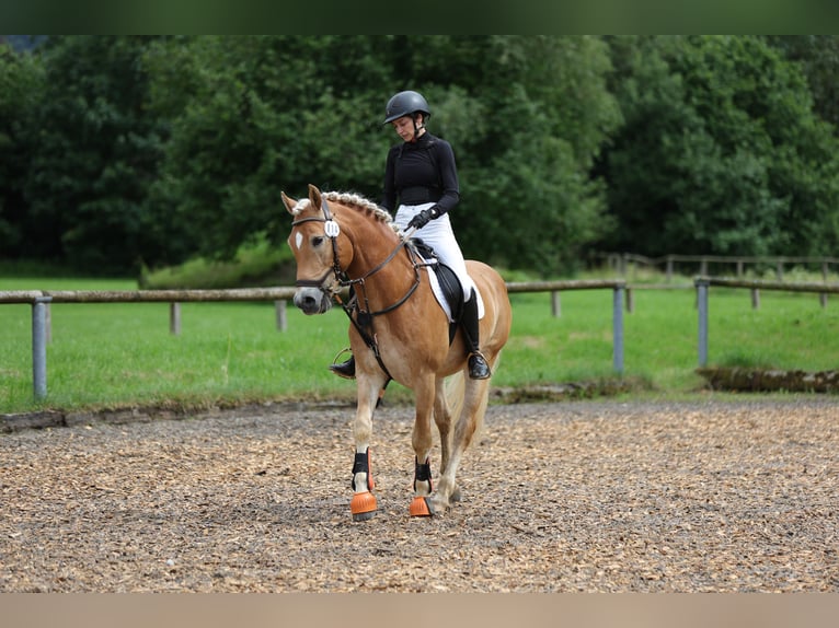 Haflinger Gelding 14 years 15 hh  in Kreuth