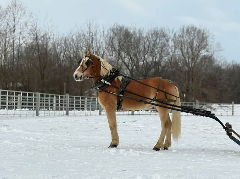 Haflinger Gelding 14 years 15 hh Sorrel in Rineyville