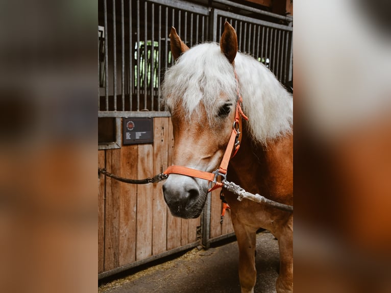 Haflinger Gelding 14 years 15,1 hh Chestnut-Red in Rottach-Egern