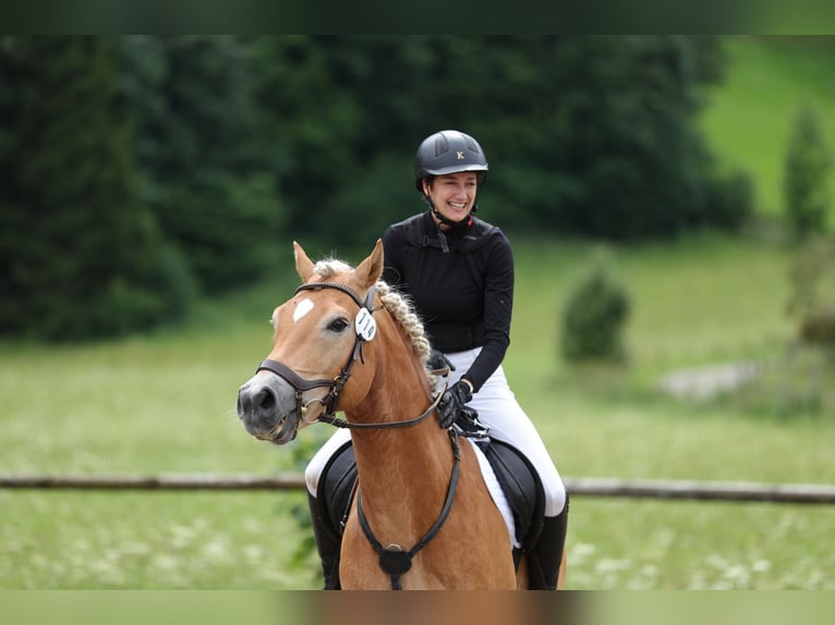 Haflinger Gelding 14 years 15,1 hh Chestnut-Red in Rottach-Egern