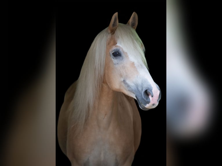 Haflinger Gelding 14 years in Schermbeck