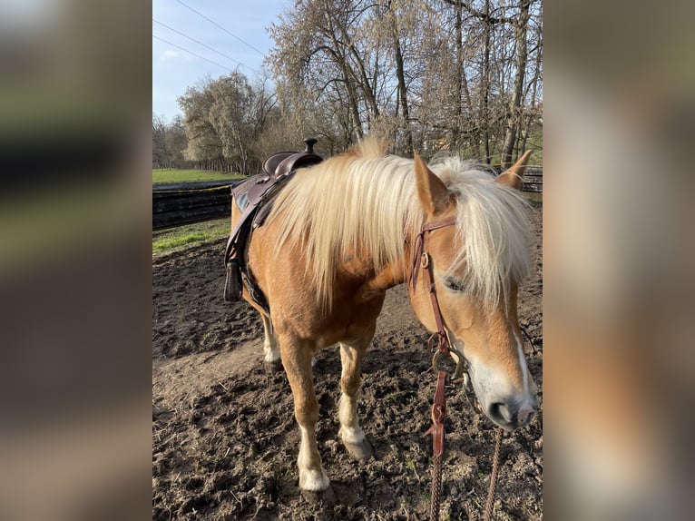 Haflinger Gelding 14 years  in Gaildorf