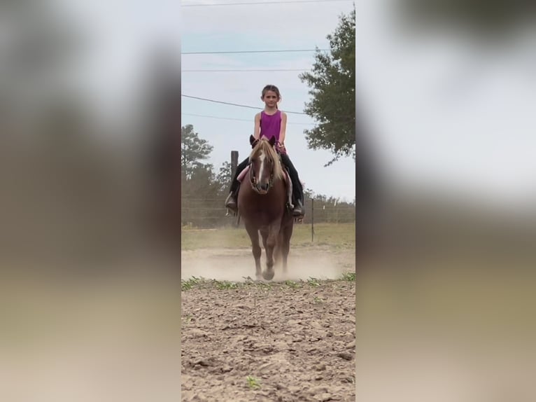 Haflinger Gelding 14 years Sorrel in BRIERFIELD, AL