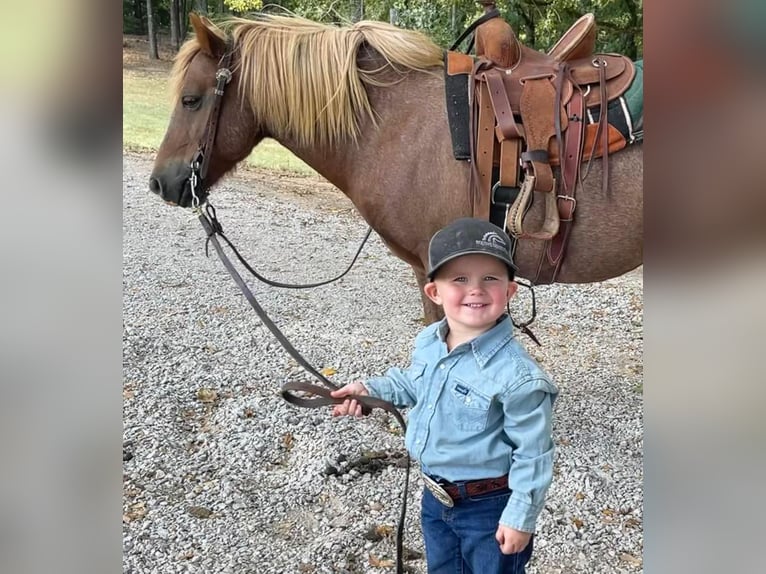 Haflinger Gelding 14 years Sorrel in BRIERFIELD, AL