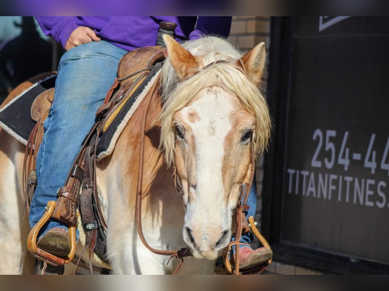 Haflinger Gelding 14 years Sorrel in Stephenville TX