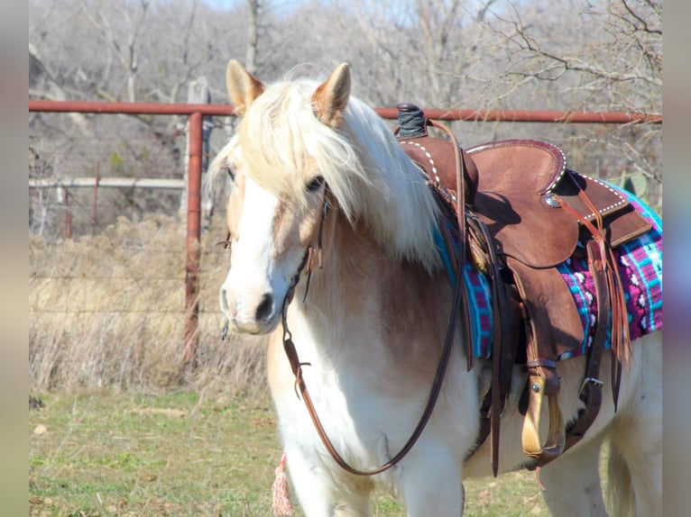 Haflinger Gelding 14 years Sorrel in Stephenville TX