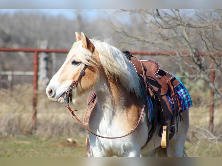 Haflinger Gelding 14 years Sorrel in Stephenville TX