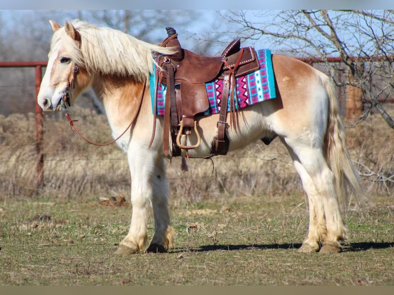 Haflinger Gelding 14 years Sorrel in Stephenville TX