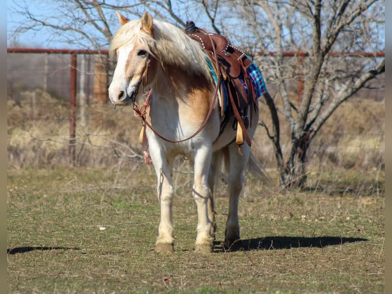 Haflinger Gelding 14 years Sorrel in Stephenville TX