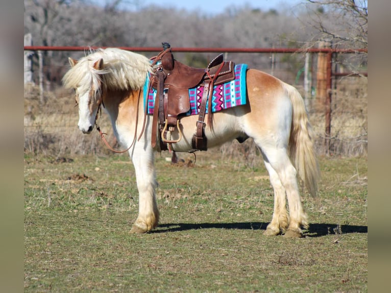 Haflinger Gelding 14 years Sorrel in Stephenville TX