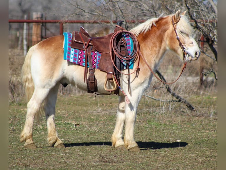 Haflinger Gelding 14 years Sorrel in Stephenville TX