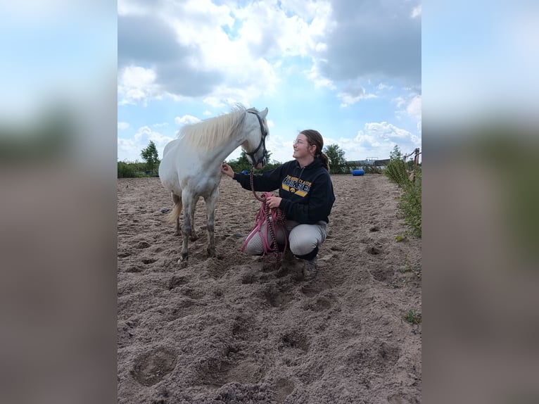 Haflinger Gelding 15 years 11,1 hh Gray in Montfoort