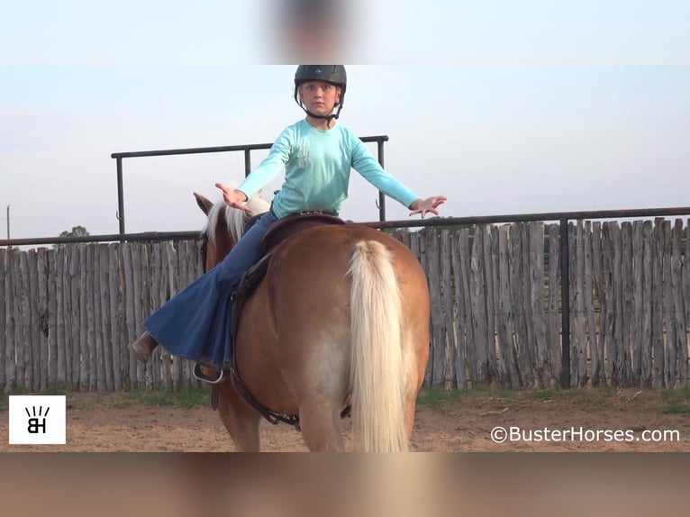 Haflinger Gelding 15 years 13,2 hh Sorrel in Weatherford TX