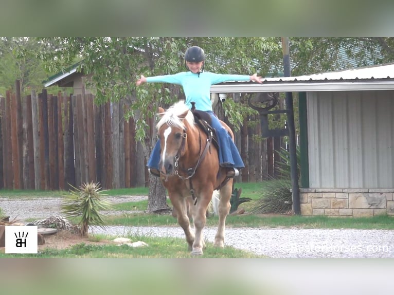 Haflinger Gelding 15 years 13,2 hh Sorrel in Weatherford TX