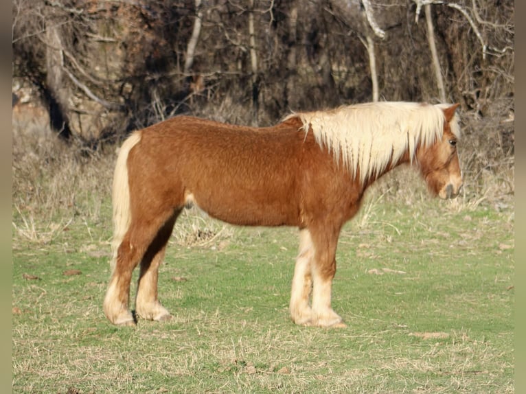 Haflinger Gelding 15 years 13.3 hh Sorrel in Poolville