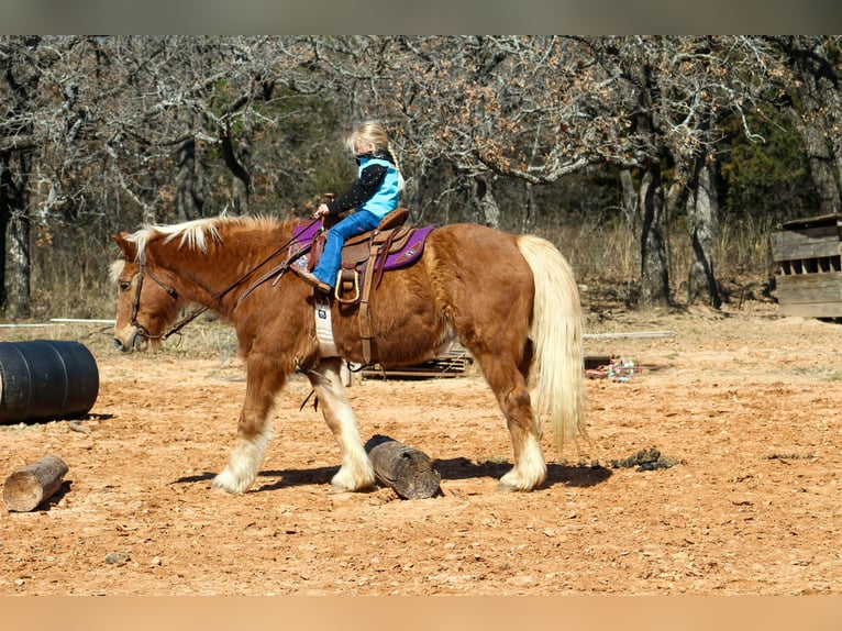 Haflinger Gelding 15 years 13.3 hh Sorrel in Poolville