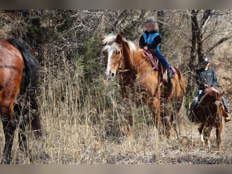 Haflinger Gelding 15 years 13.3 hh Sorrel in Poolville