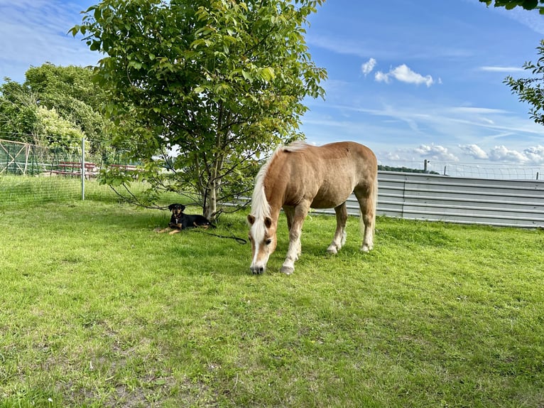 Haflinger Mix Gelding 15 years 13,1 hh Brown-Light in Sassen-Trantow