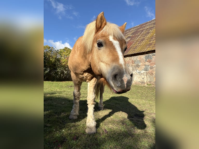 Haflinger Gelding 15 years 13,1 hh Brown-Light in Sassen-Trantow