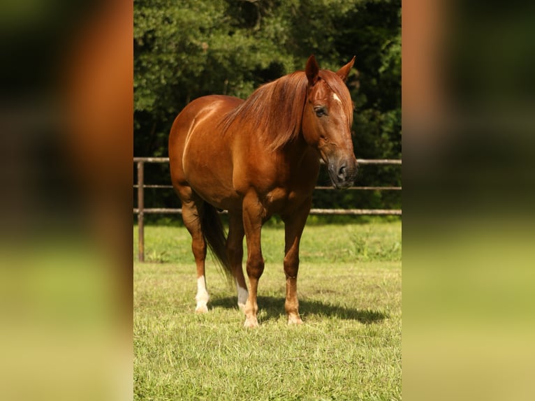 Haflinger Gelding 15 years 13,3 hh Chestnut in Huntsville