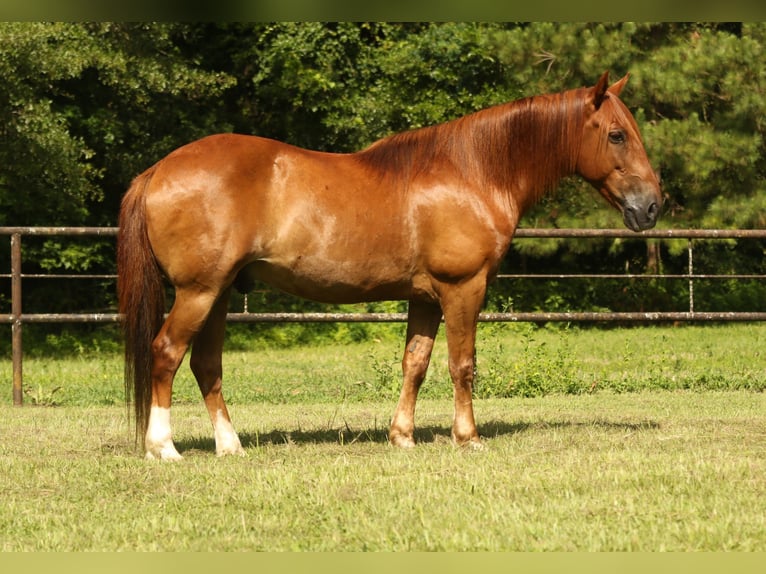 Haflinger Gelding 15 years 13,3 hh Chestnut in Huntsville