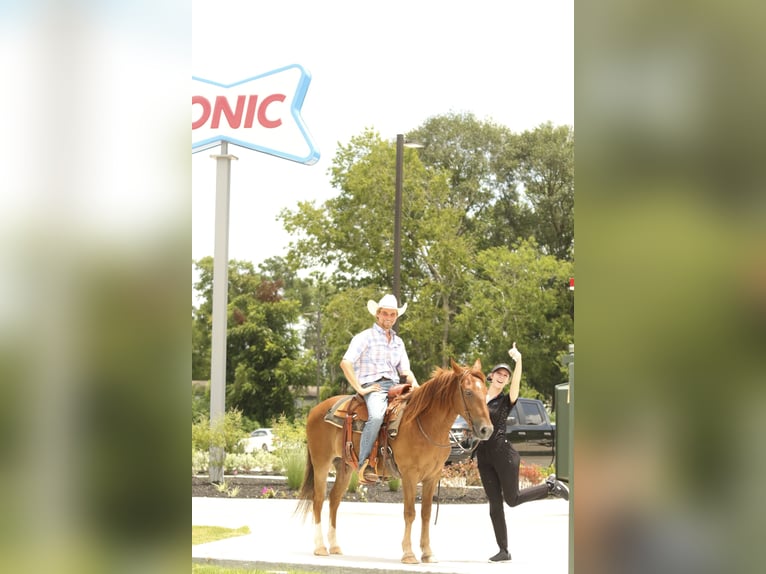 Haflinger Gelding 15 years 13,3 hh Chestnut in Huntsville